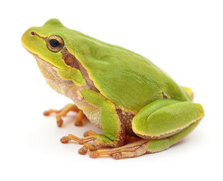 Green frog isolated.