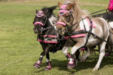Duospan pony's in galop.