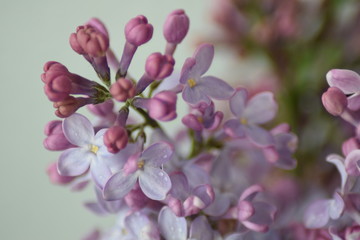 Lilac flower macro 