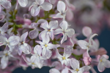 Lilac flower macro