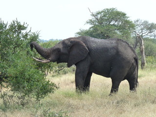 Freudiger Elefant