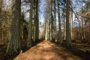 gravel road with valley of old big trees