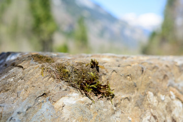 Moos auf Stein 
