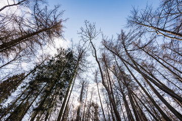 gravel road with valley of old big trees
