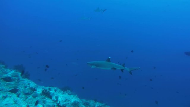 whitetip reef shark (Triaenodon obesus) In blue water, Indian Ocean, Maldives
