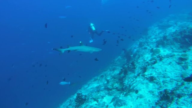 whitetip reef shark (Triaenodon obesus) watches the scuba diver In blue water, Indian Ocean, Maldives

