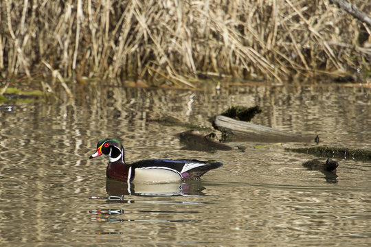 Wood duck swims in the lake.