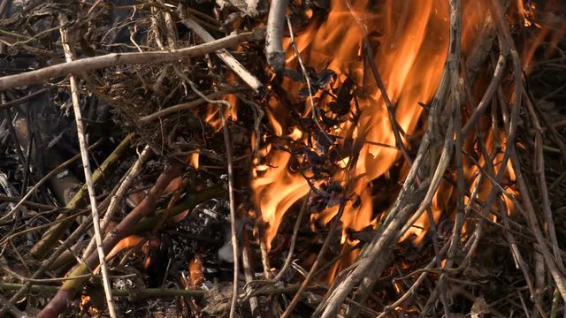 The burning of dry twigs and leaves. Wildfire. Fire. Footage 4K, UltraHD, UHD