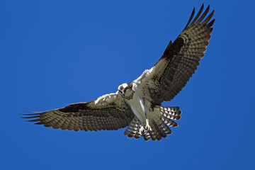Osprey with wings spread.