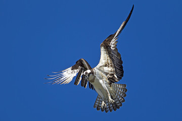 Osprey hovers in the sky.