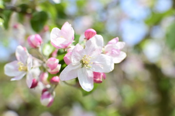 Fototapeta na wymiar Nahaufnahme einer Apfelblüte