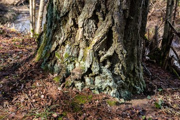 Old forest with moss covered trees and rays of sun