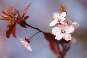 Prunus cerasifera flowers