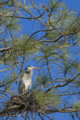 Blue heron perched in nest.