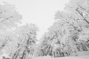 Tree covered with snow  on winter storm day in  forest mountains .