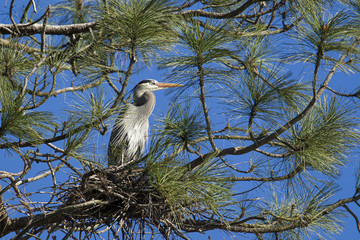 Heron perched in tree.