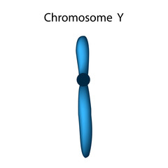 The structure of the chromosome Y. Infographics. Vector illustration on isolated background.