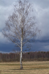 Big lonely birch grows in a field. The white trunk of a birch on a blue sky, very contrasting. Early spring - early April, the trees are missing leaves. Condition - before the rain.
