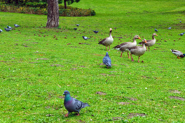 Birds in an urban park