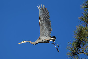 Heron flies off from tree.