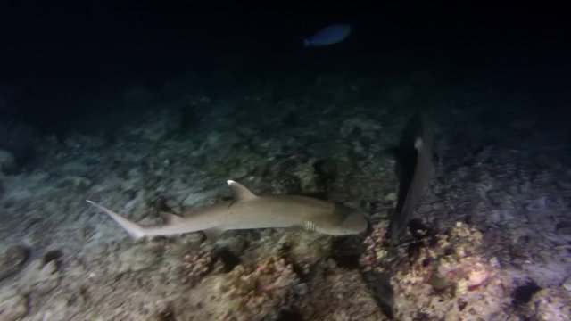 Bigeye trevally (Caranx sexfasciatus) and Whitetip reef shark (Triaenodon obesus) hunt at night, Indian Ocean, Maldives
