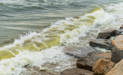 Sea wave with beach, Algal bloom in sea