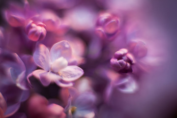 Fototapeta na wymiar Beautiful lilac blurred spring flower background and texture. Lilac is blooming in spring and has all shades of violet and gentle petals.