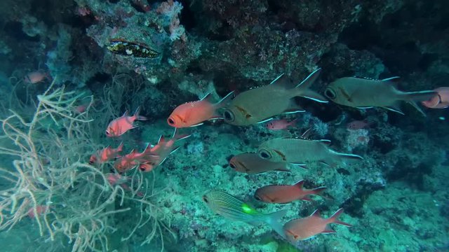 school of fish Pinecone Soldierfish (Pinecone Soldierfish) under a canopy of beautiful coral reef, Indian Ocean, Maldives
