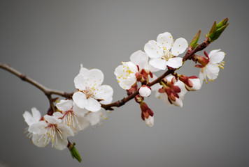 Blossoming of the apricot tree in spring time with white beautiful flowers. Macro image with copy space. Natural seasonal background.