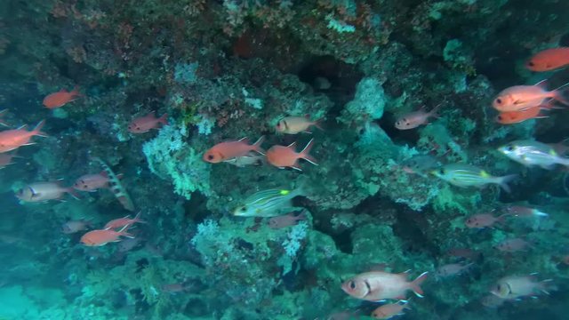 school of fish Pinecone Soldierfish (Pinecone Soldierfish) under a canopy of beautiful coral reef, Indian Ocean, Maldives

