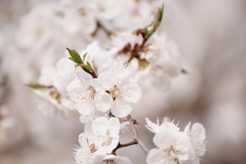 Blossoming of the apricot tree in spring time with white beautiful flowers. Macro image with copy space. Natural seasonal background.