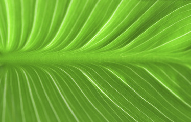 green leaf / зеленый лист