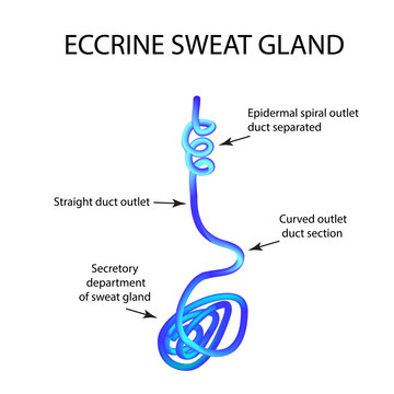 Structure Eccrine sweat gland. Infographics. Vector illustration on isolated background