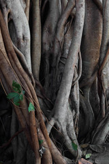 Close up of ancient banyan tree roots