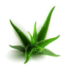 Aloe vera isolated