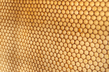 détail alvéoles dans une ruche d'abeilles