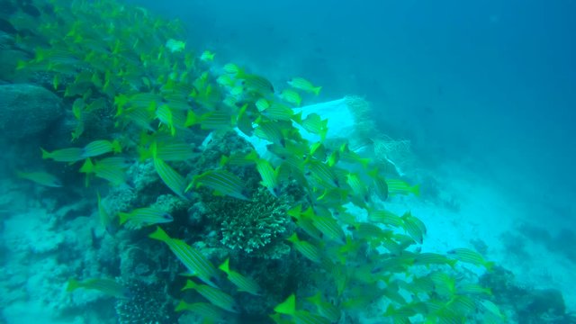 Plastic pollution, Beautiful school of fish Bluestripe Snapper (Lutjanus kasmira) swims next to the garbage bag, Indian Ocean, Maldives
