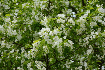 Spring flowering wild pear. The European part of Russia