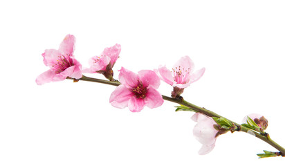 Obraz na płótnie Canvas Sakura flowers isolated