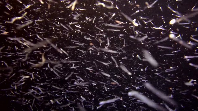 school of small fish hunts at night on zooplankton, night  diving, Indian Ocean, Maldives
