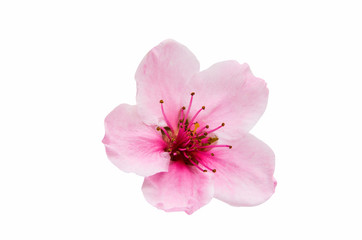 Sakura flowers isolated