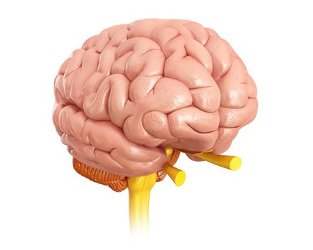 Close-up human brain anatomy against white background
