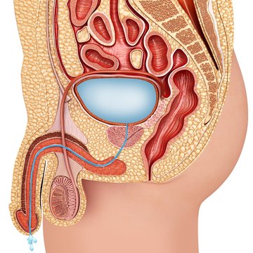 Male urinary system, illustration