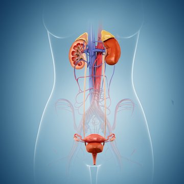 Female reproductive system, illustration