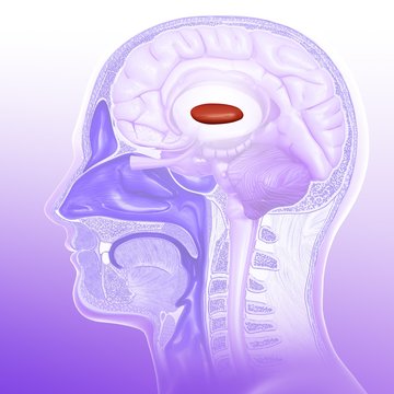 Globus pallidus in the brain, illustration