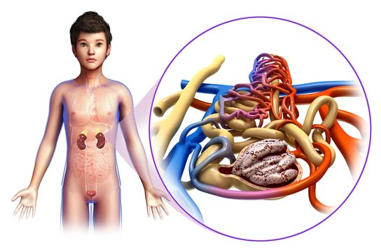 Child's kidney and nephron anatomy, illustration