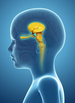 Child's midbrain anatomy, illustration