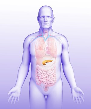Male pancreas, illustration
