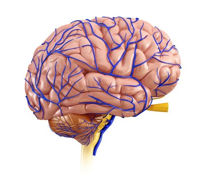 Close-up of human brain anatomy and veins against white background