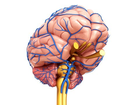 Close-up of human brain anatomy and veins against white background